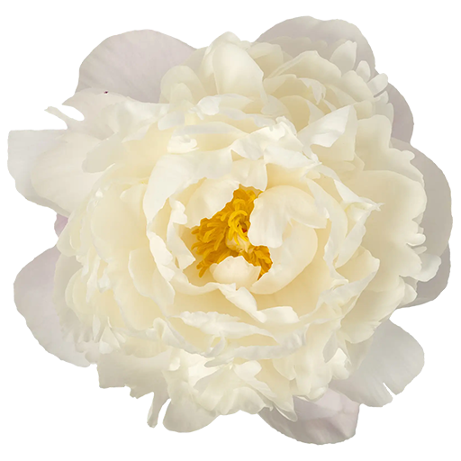 Gardenia