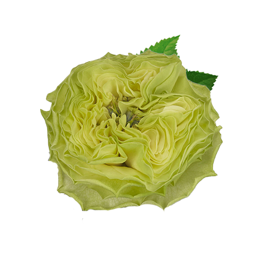 Денис