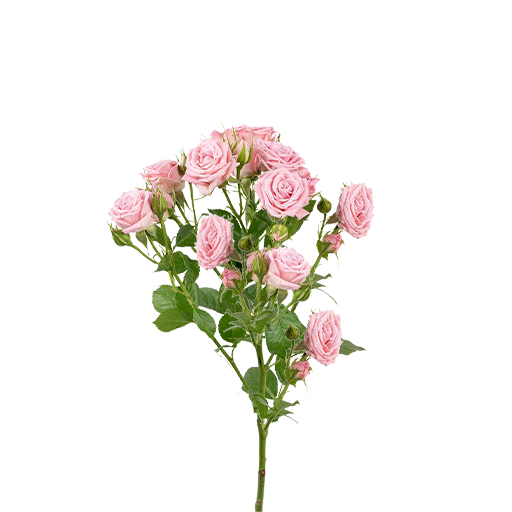 Одилия