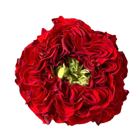 Ред Ай